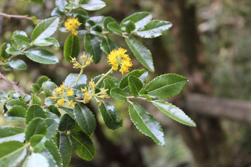 Azara serrata var. fernandeziana photo 2