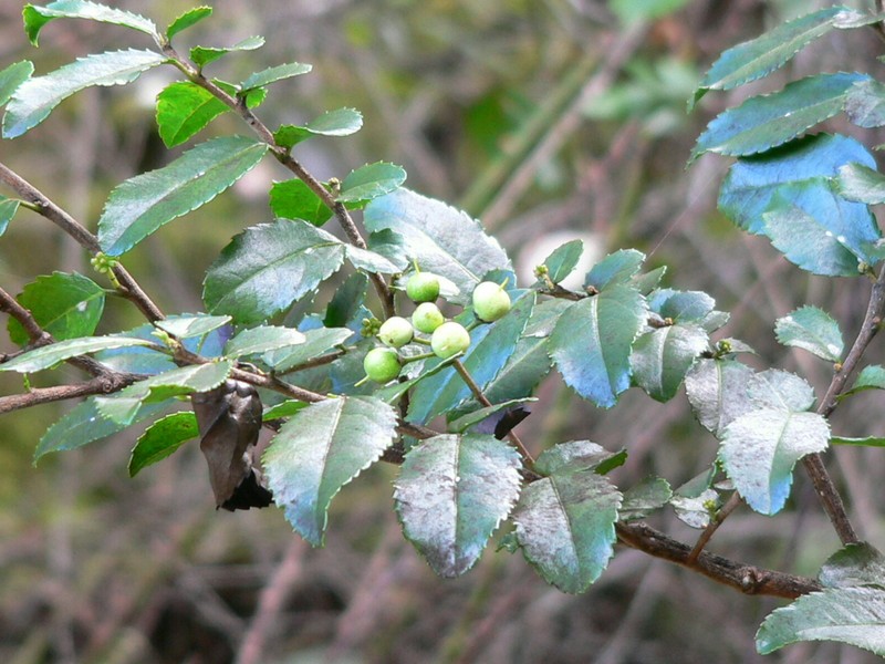 Azara serrata var. fernandeziana photo 3