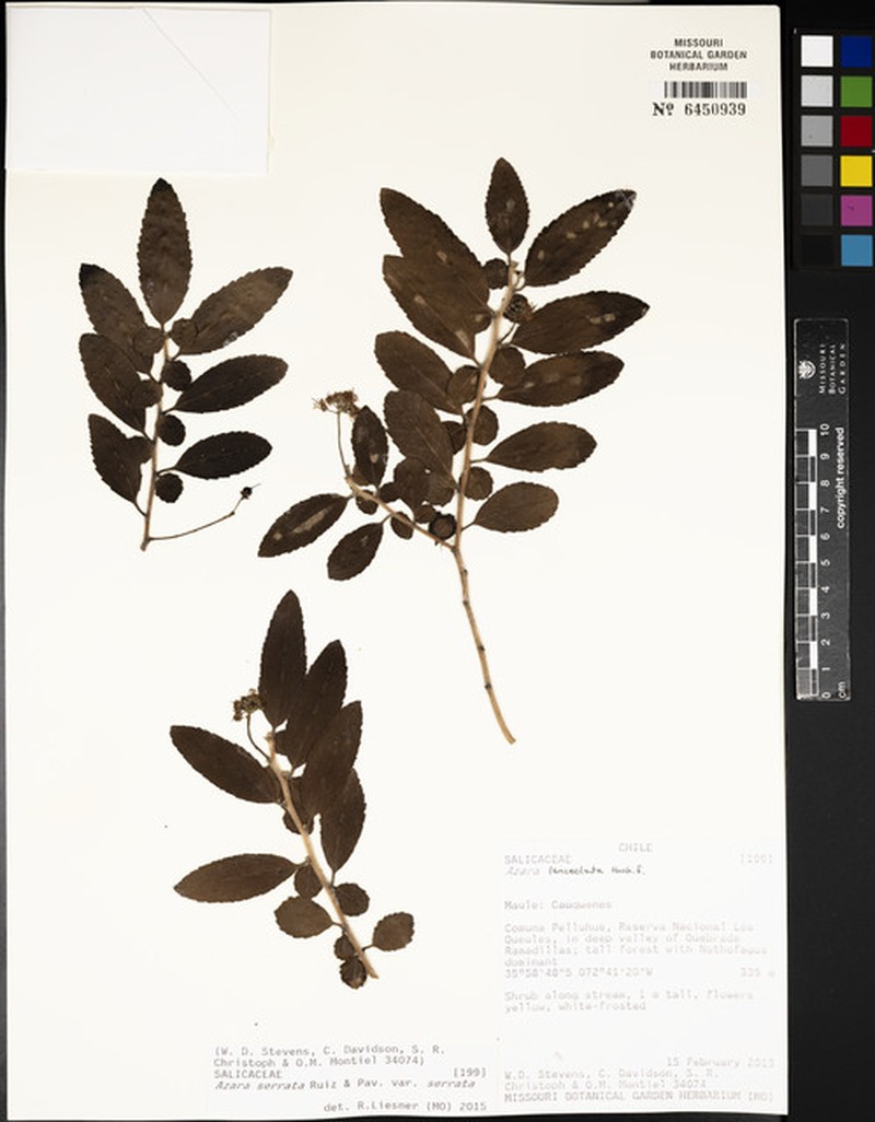 Azara serrata var. serrata