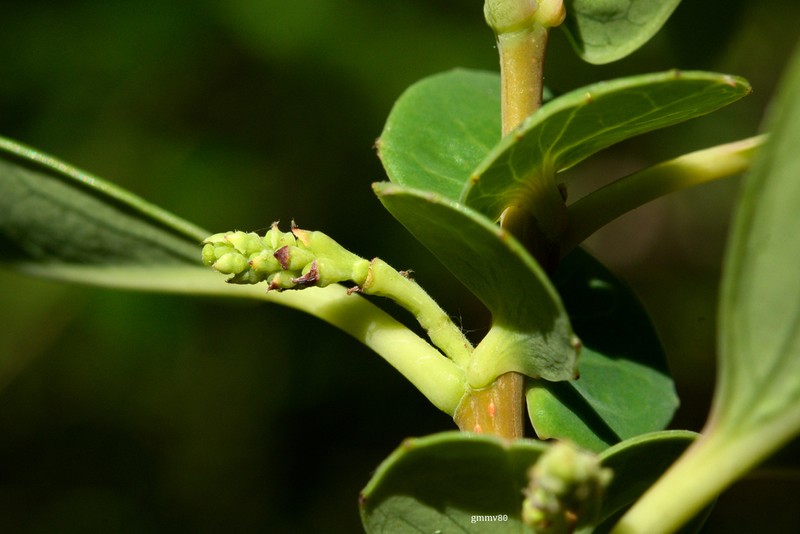 Azara uruguayensis