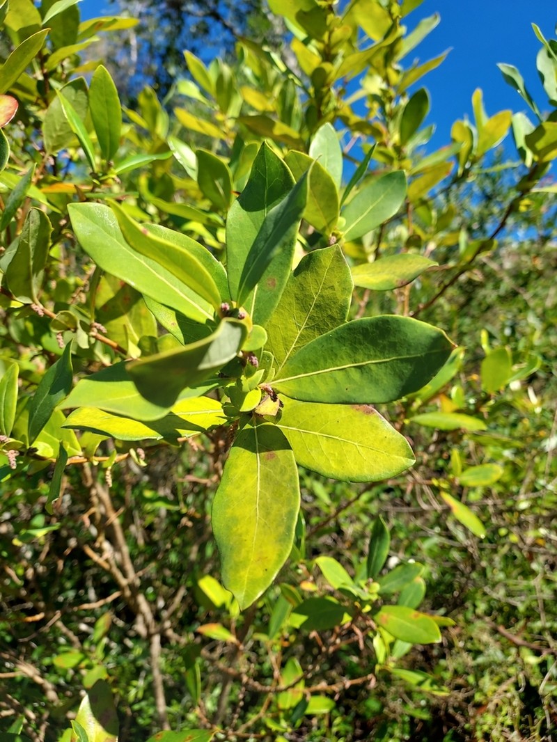Azara uruguayensis photo 2