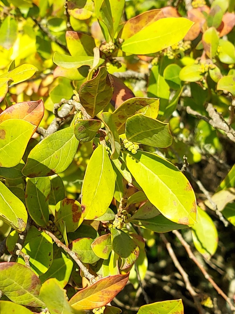 Azara uruguayensis photo 3