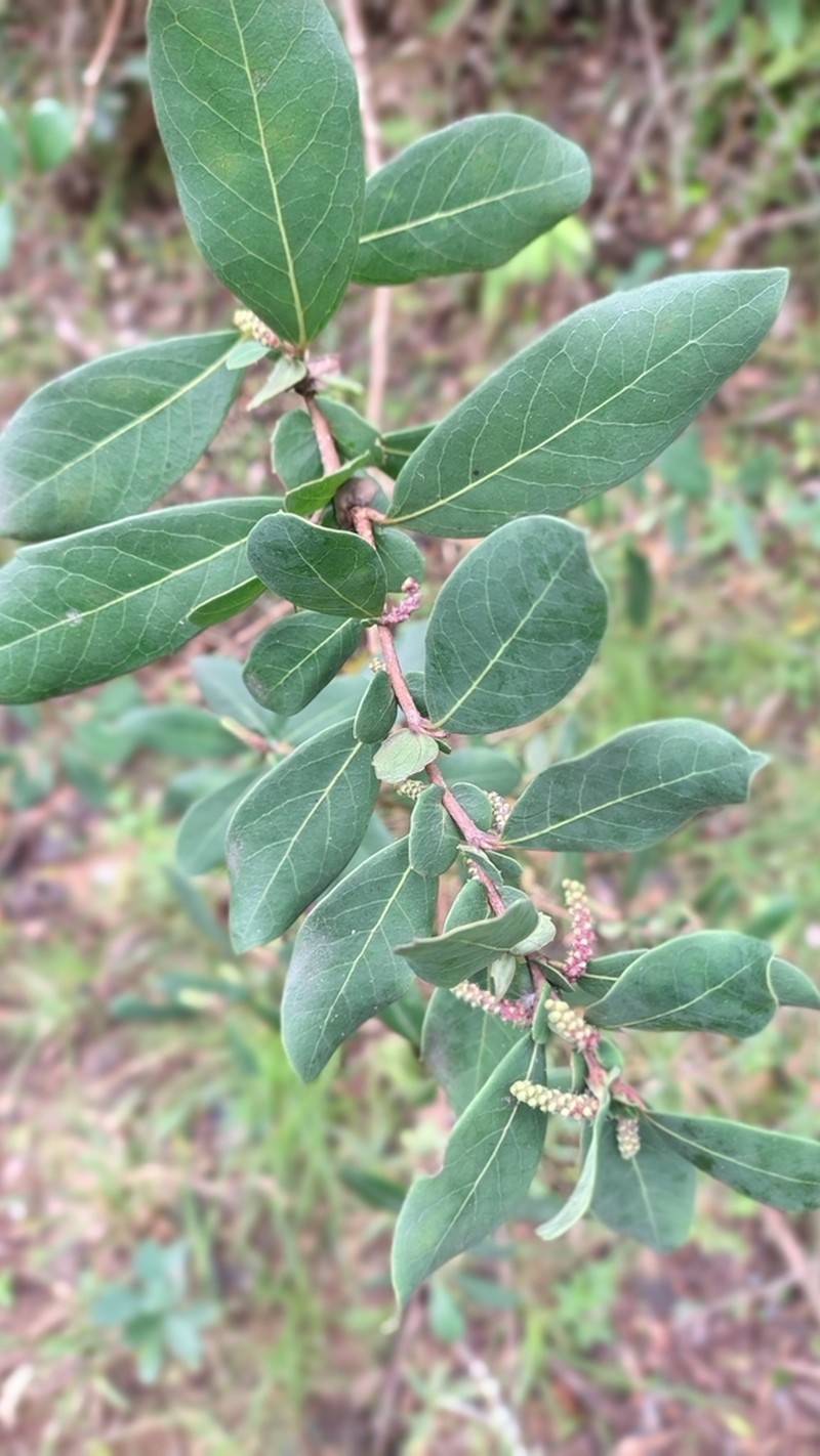 Azara uruguayensis photo 4