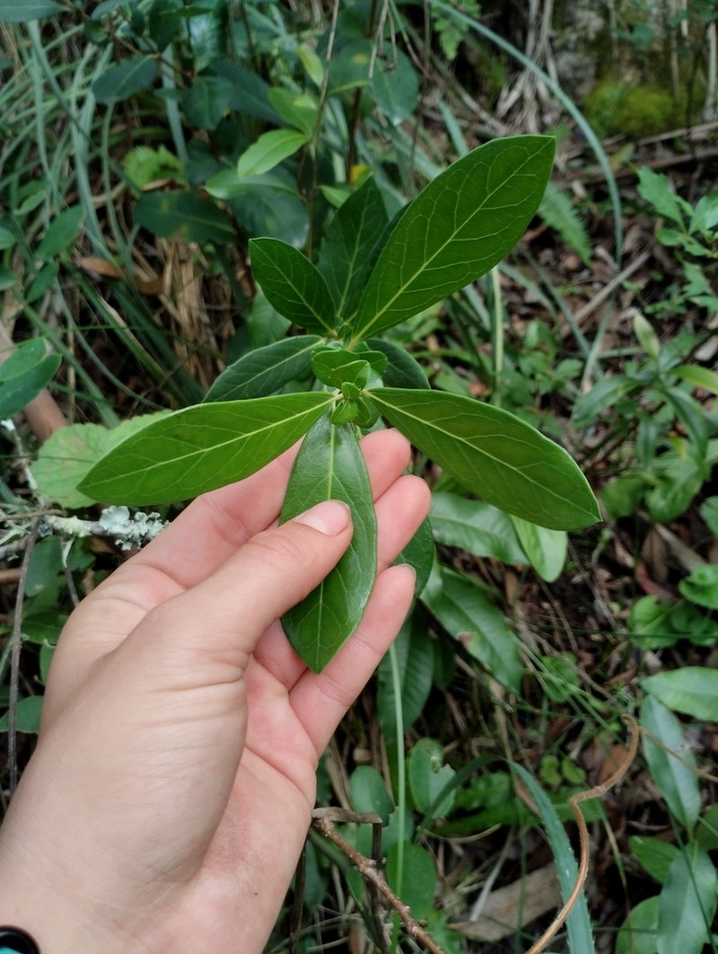 Azara uruguayensis photo 6