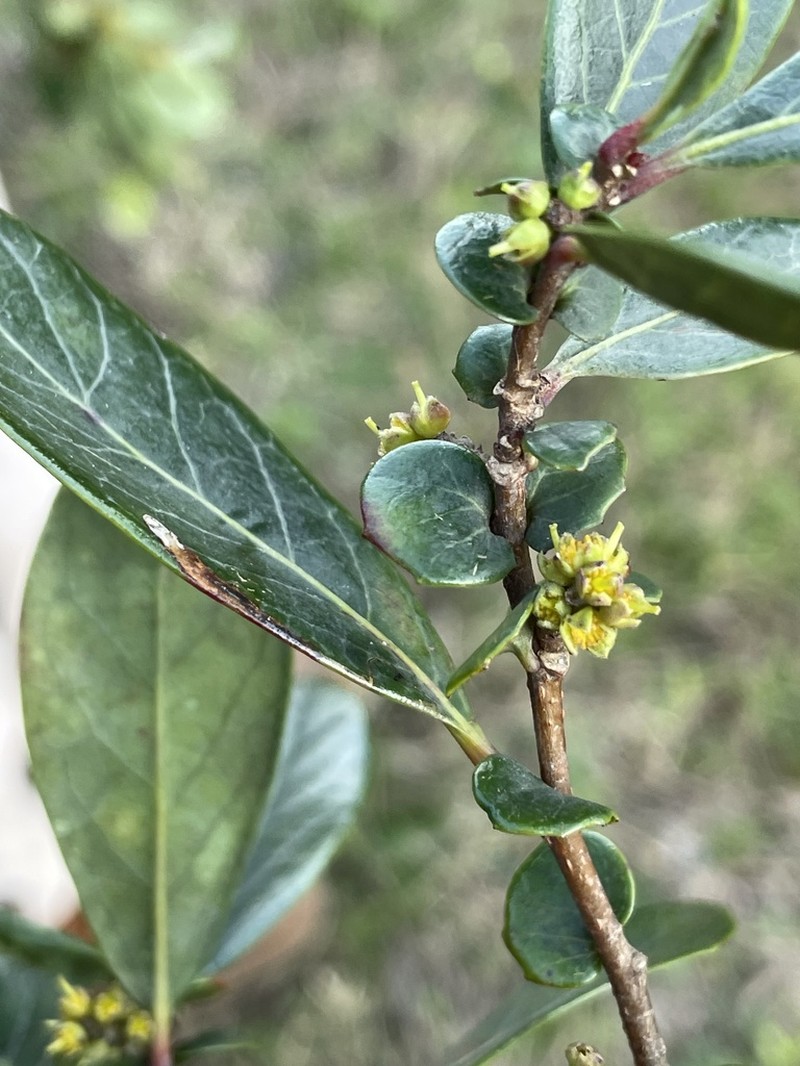 Azara uruguayensis photo 7