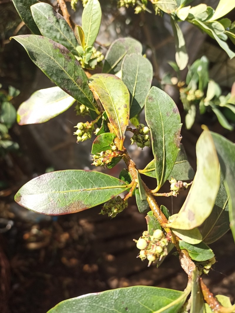 Azara uruguayensis photo 8