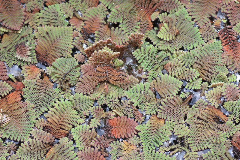 Azolla africana