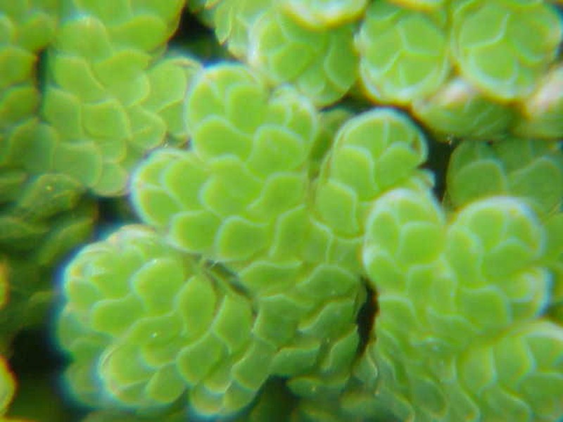 Pacific Mosquitofern photo 2