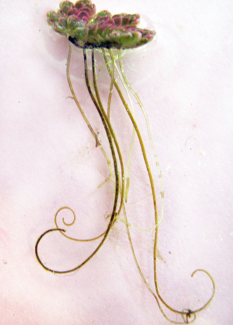 Pacific Mosquitofern photo 3