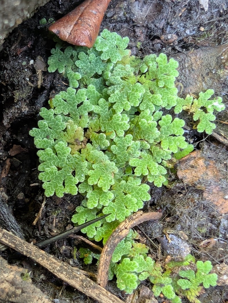 Mexican Mosquito Fern