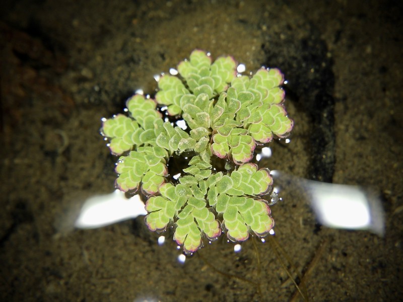 Mexican Mosquito Fern photo 2