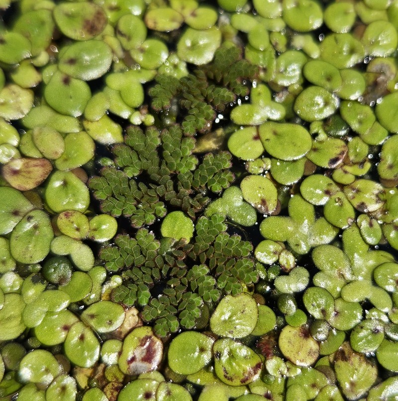 Mexican Mosquito Fern photo 3