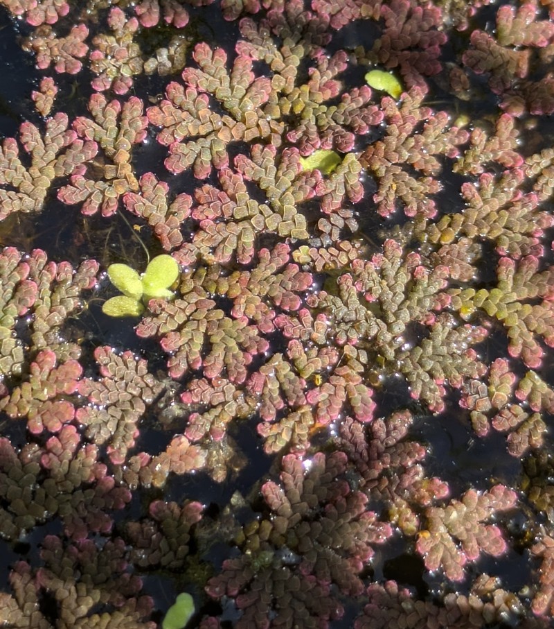 Mexican Mosquito Fern photo 4