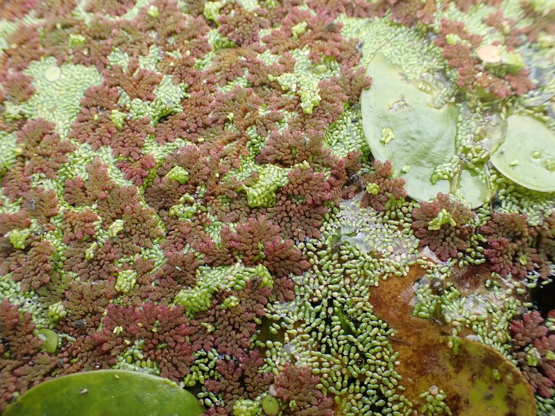Mexican Mosquito Fern photo 5