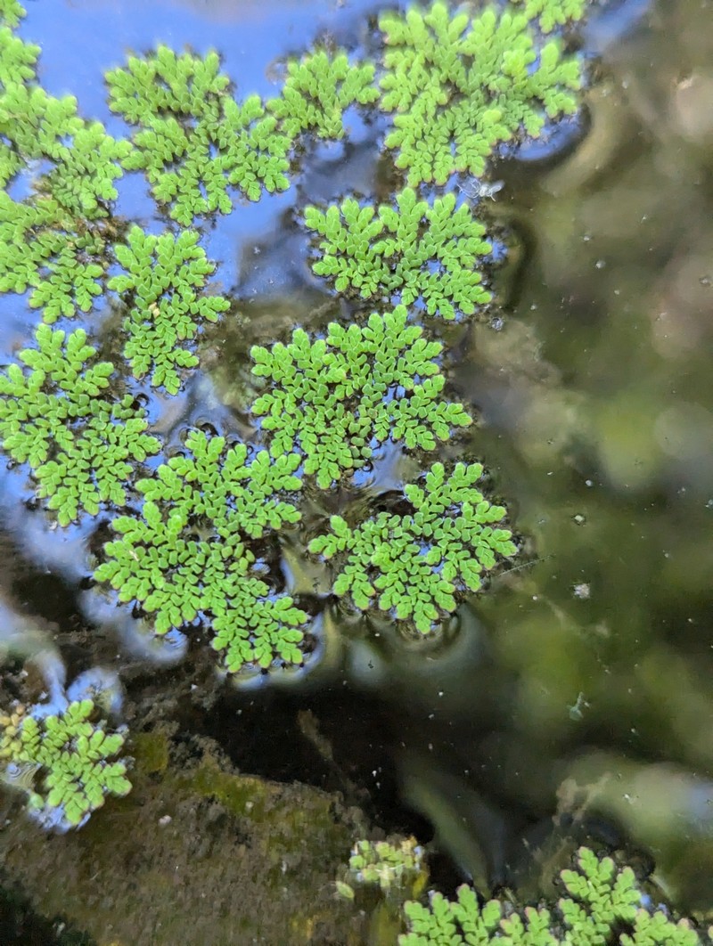 Mexican Mosquito Fern photo 6