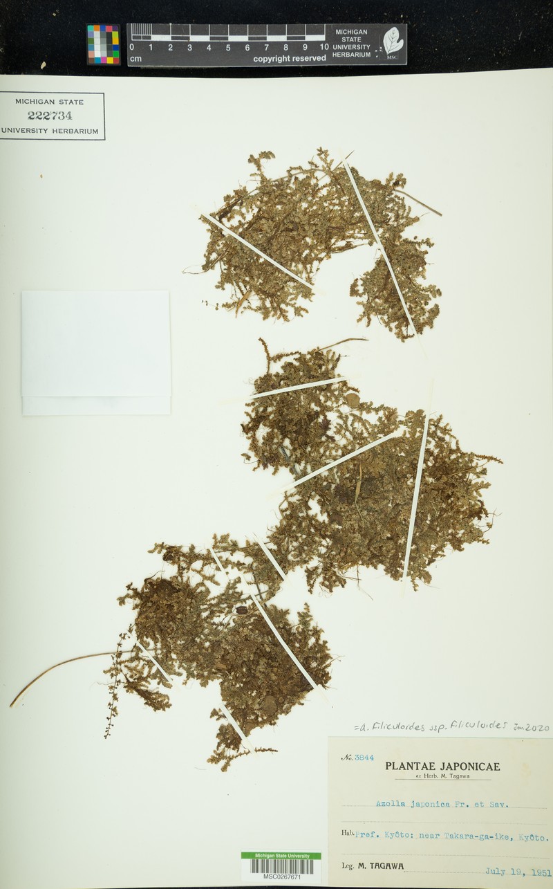 Azolla filiculoides subsp. filiculoides