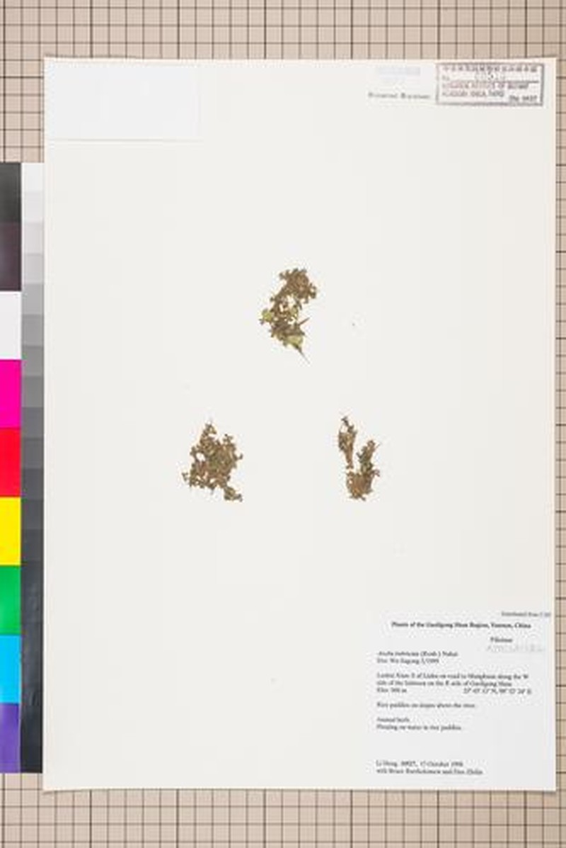 Azolla imbricata photo 3