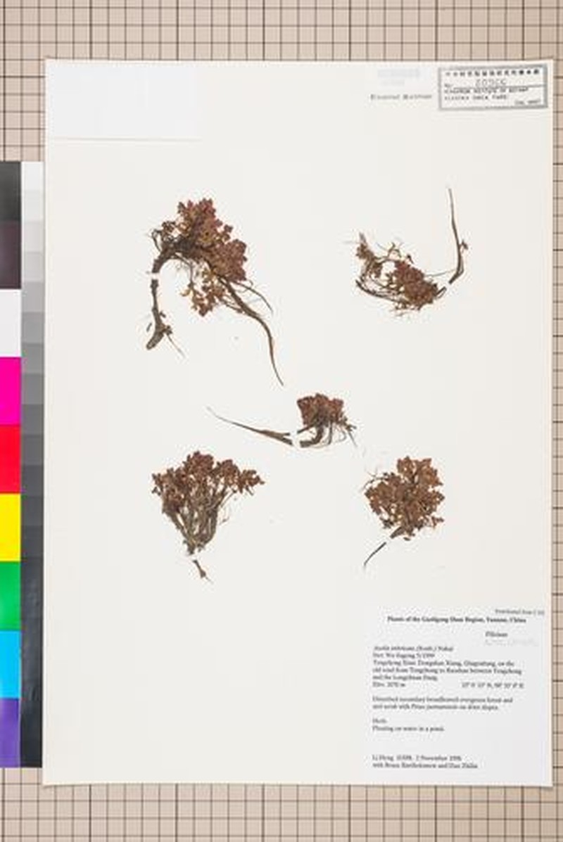 Azolla imbricata photo 4