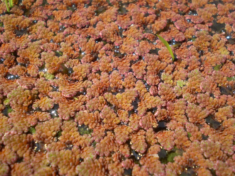Azolla imbricata