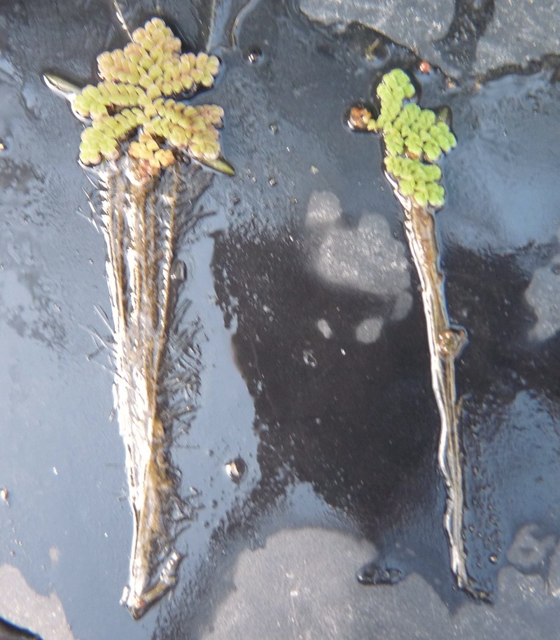 Azolla imbricata photo 5