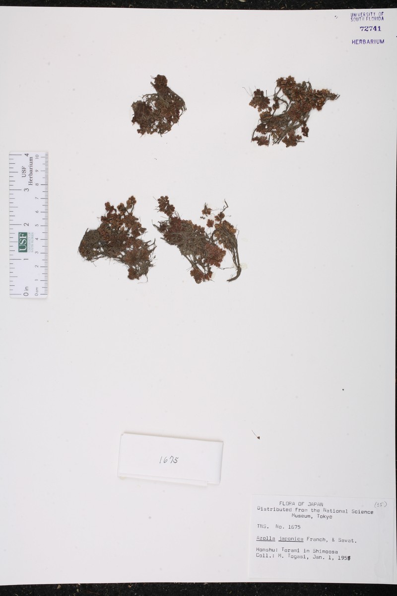 Azolla japonica photo 3