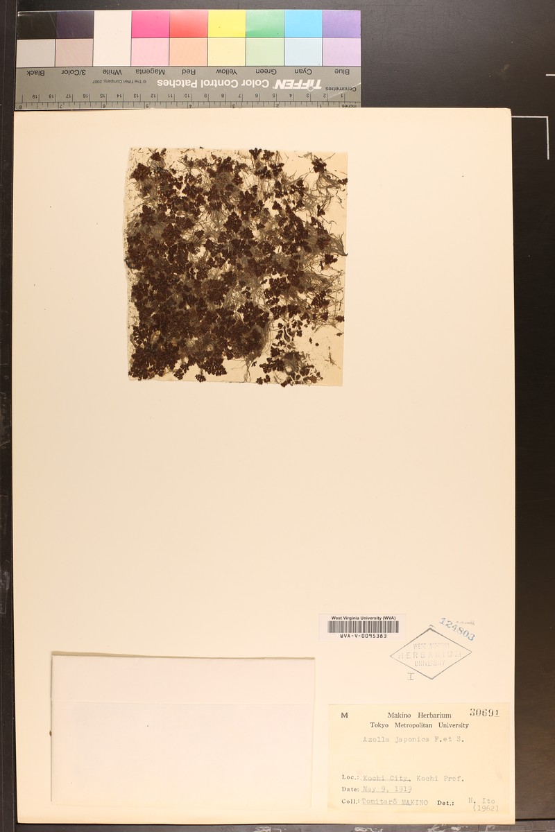 Azolla japonica photo 4