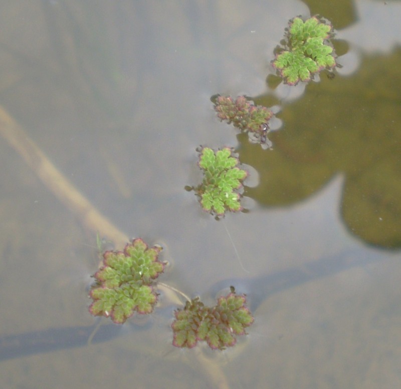 Azolla japonica photo 5