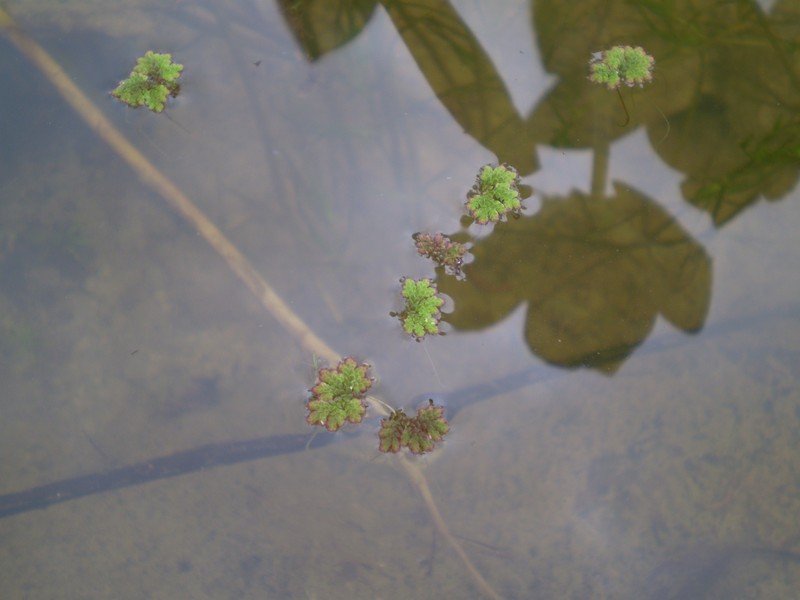 Azolla japonica photo 6