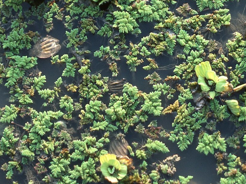 Azolla nilotica photo 2