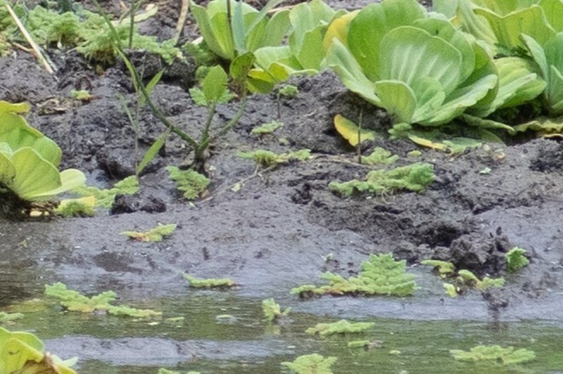 Azolla nilotica photo 3