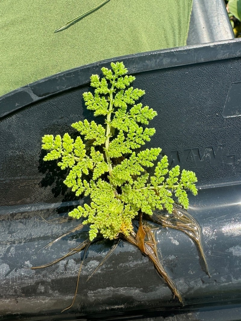 Azolla nilotica photo 4