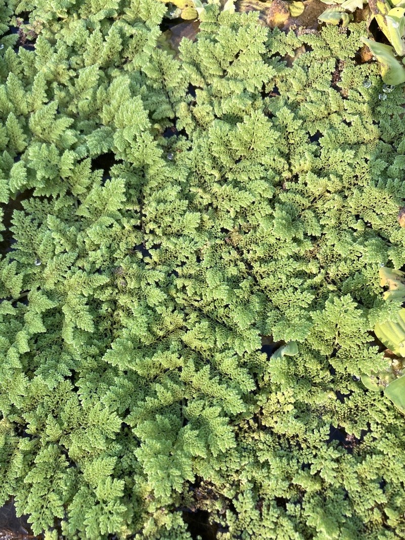 Azolla nilotica photo 5