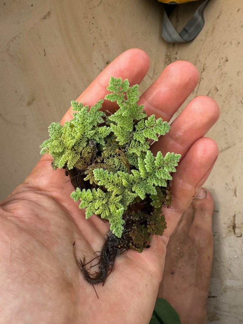 Azolla nilotica photo 6