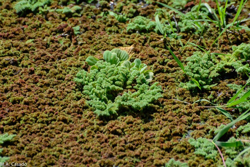 Azolla nilotica photo 7
