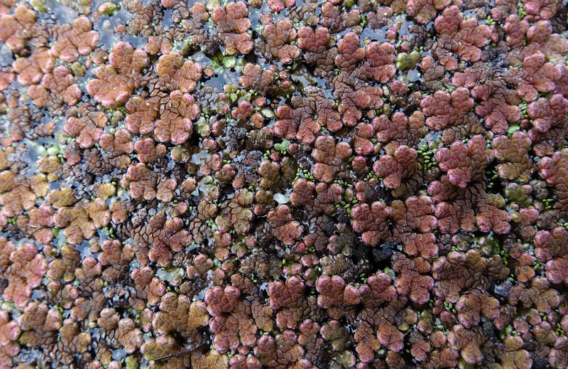 Azolla rubra