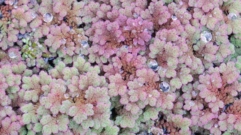 Azolla rubra photo 2