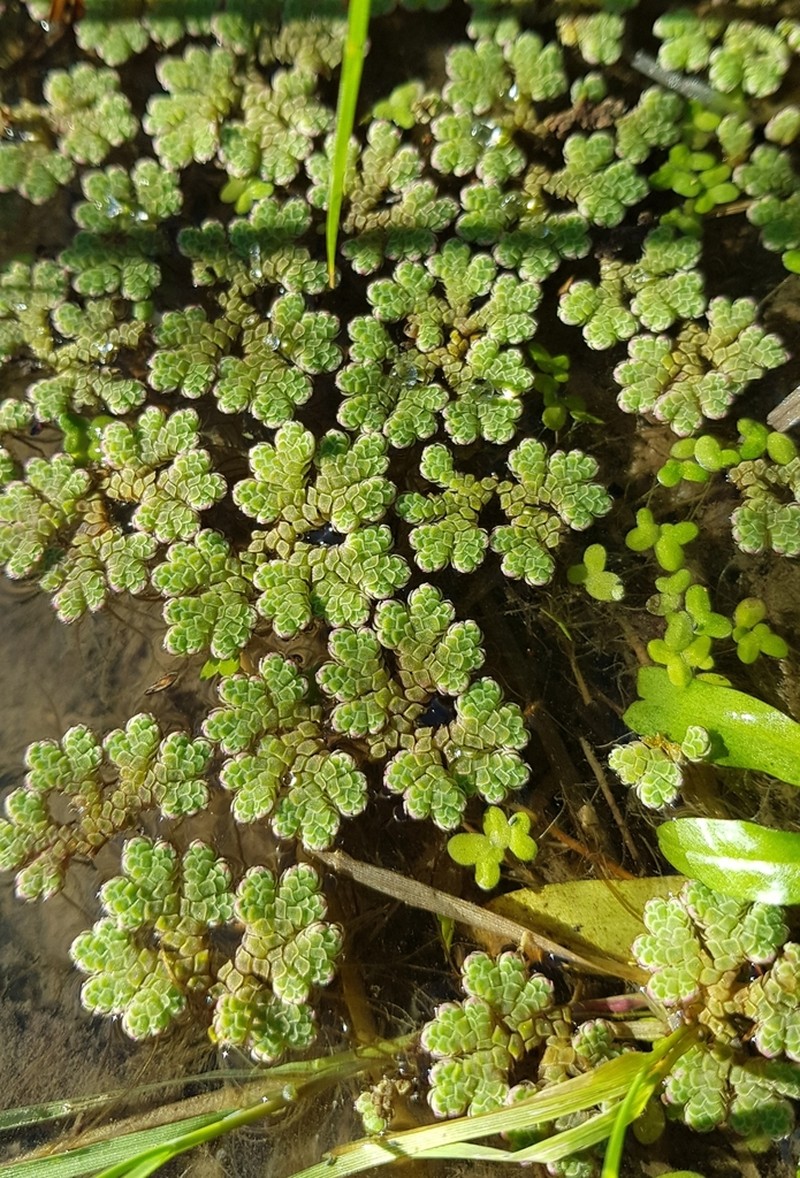 Azolla rubra photo 3