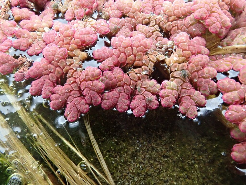 Azolla rubra photo 4