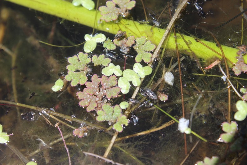 Azolla rubra photo 5