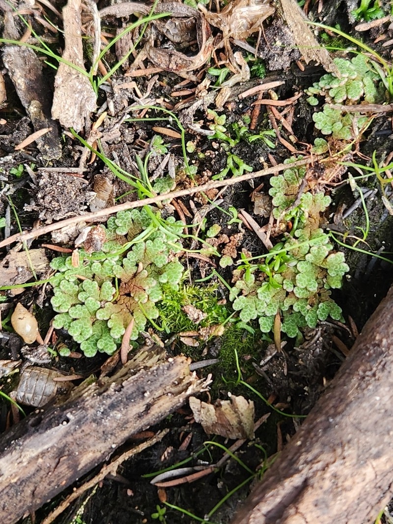 Azolla rubra photo 6