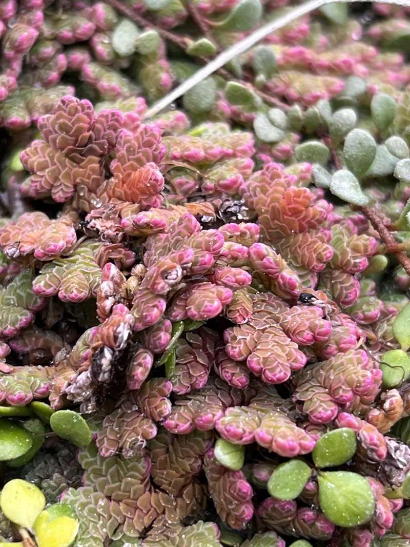Azolla rubra photo 7