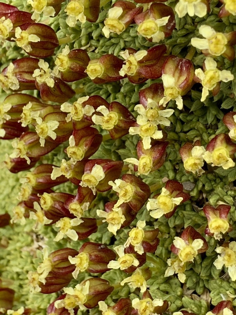 Azorella albovaginata