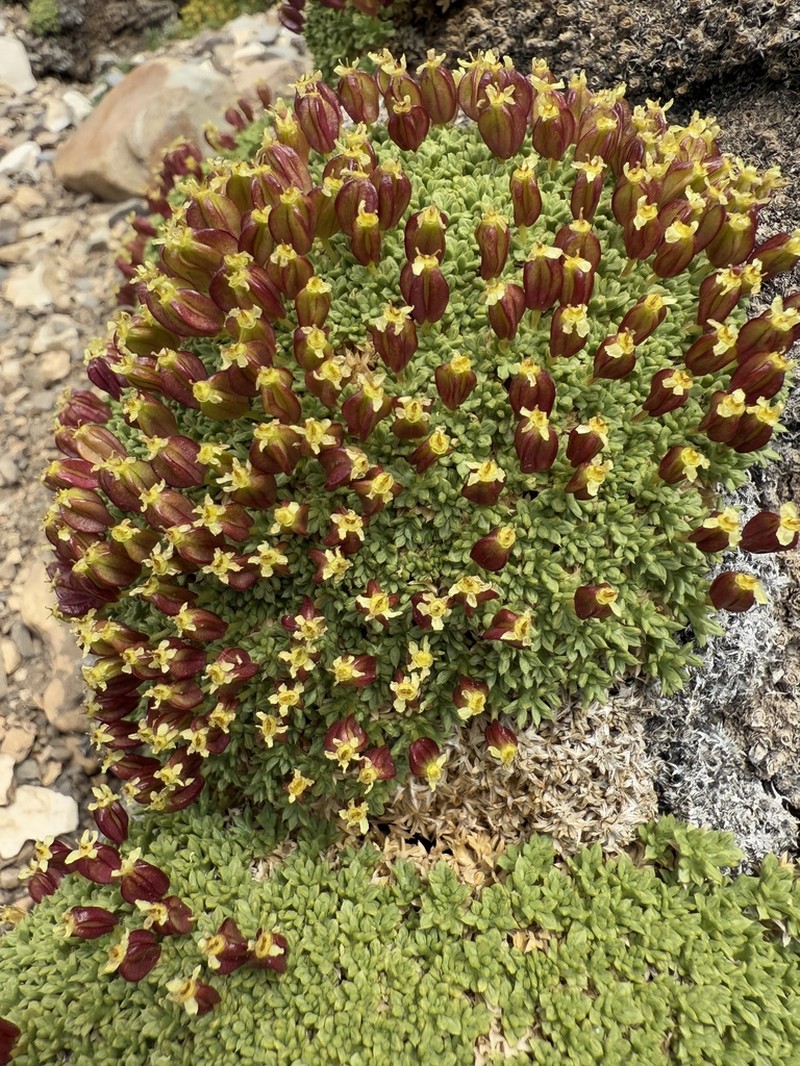 Azorella albovaginata photo 2