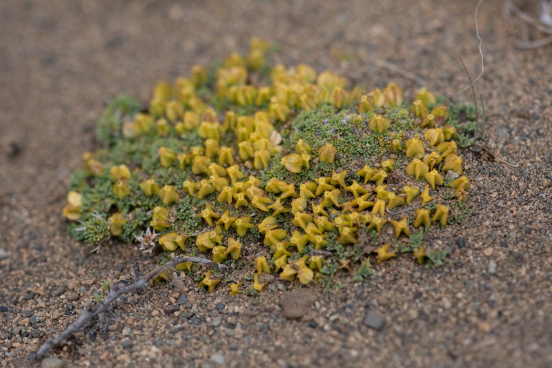 Azorella albovaginata photo 3