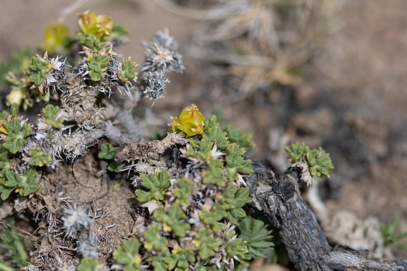 Azorella albovaginata photo 4