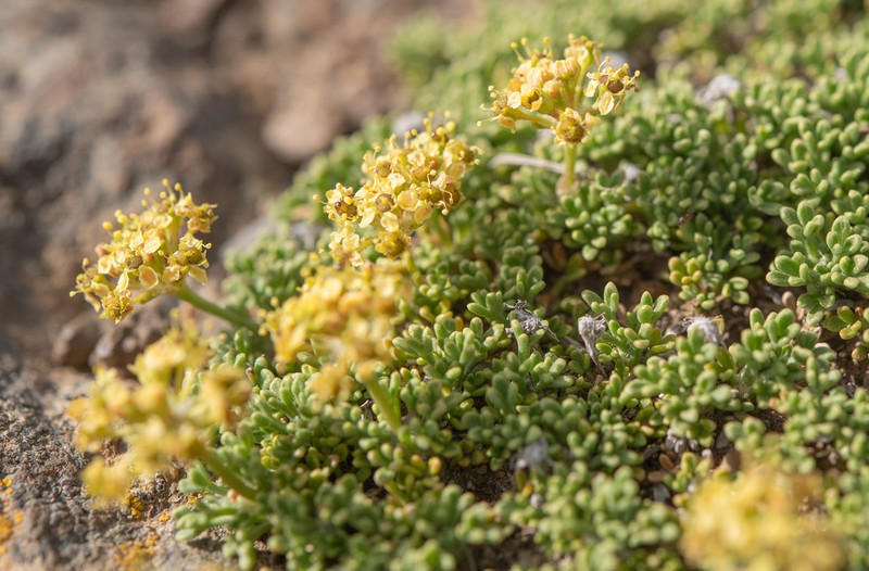 Azorella albovaginata photo 6