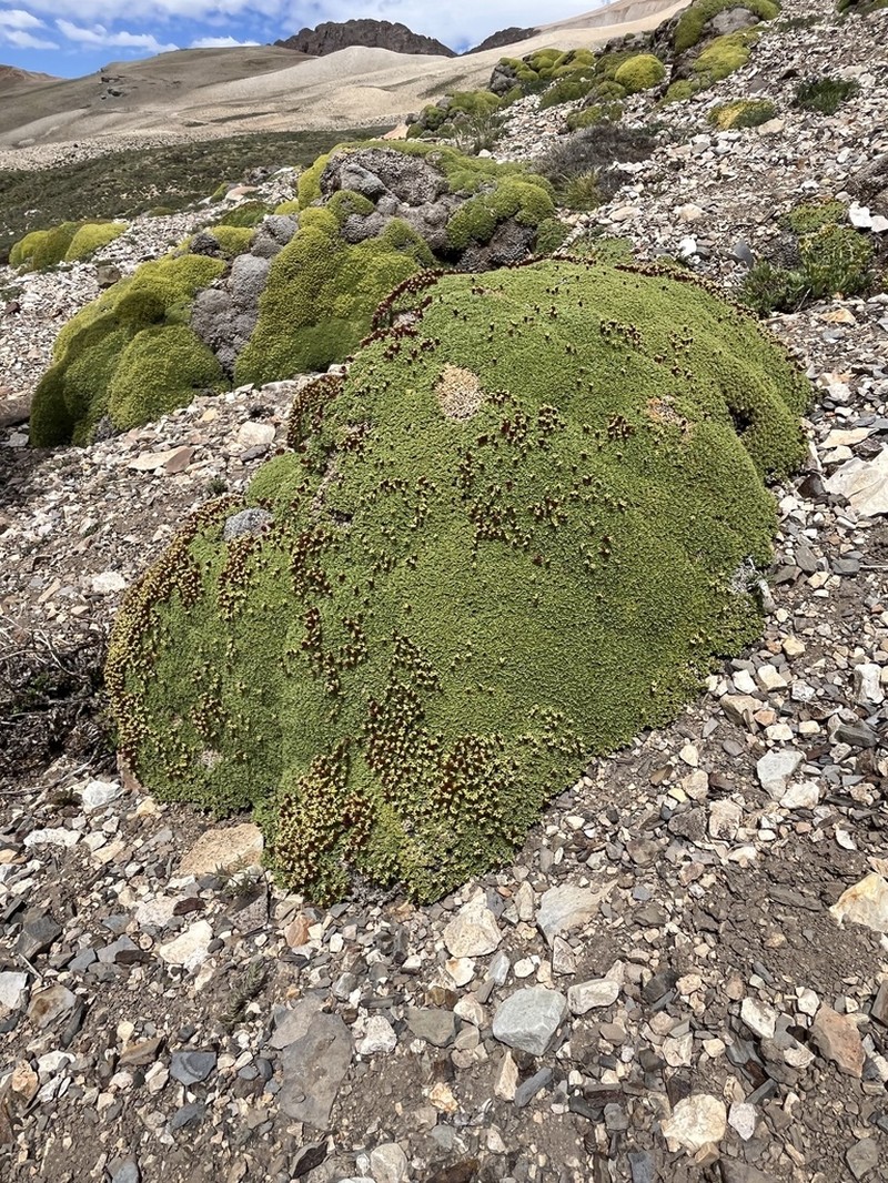 Azorella albovaginata photo 8
