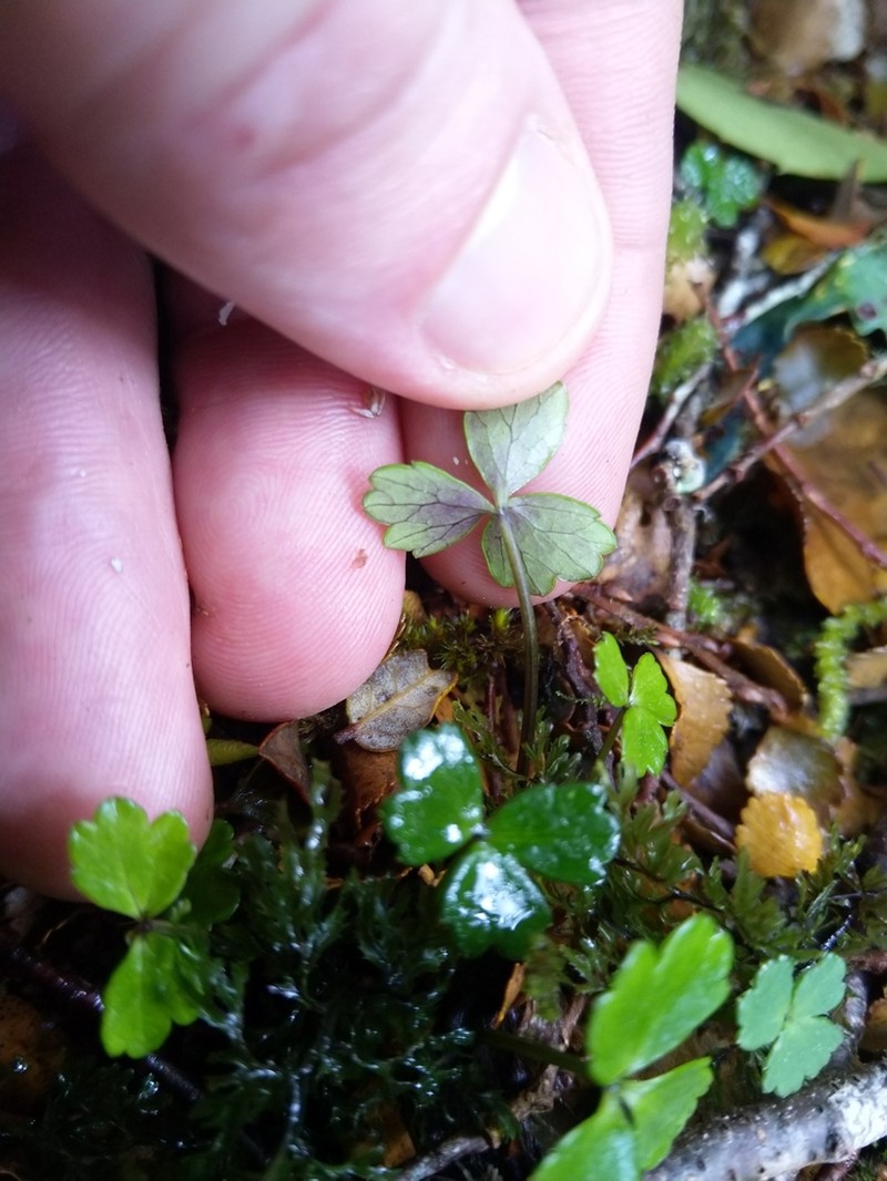 Azorella allanii