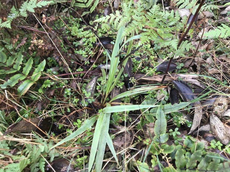 Azorella allanii photo 2
