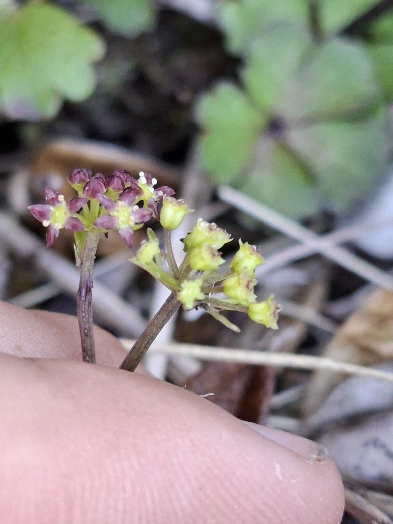 Azorella allanii photo 4